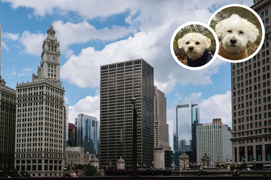 Dog Friendly Spots in Chicago